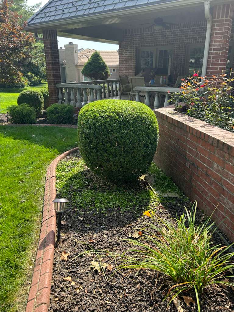 Ornamental grass feature in residential landscape