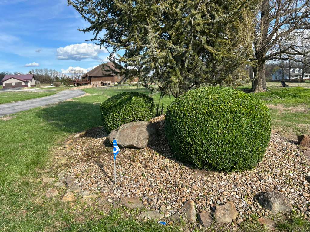 Professionally trimmed green shrubs along property line
